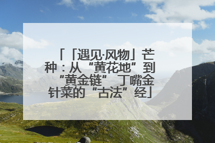 「遇见·风物」芒种：从“黄花地”到“黄金链” 丁嘴金针菜的“古法”经