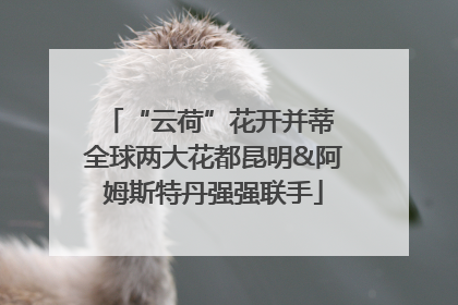 “云荷”花开并蒂 全球两大花都昆明&阿姆斯特丹强强联手