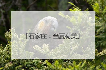 石家庄：当夏荷美