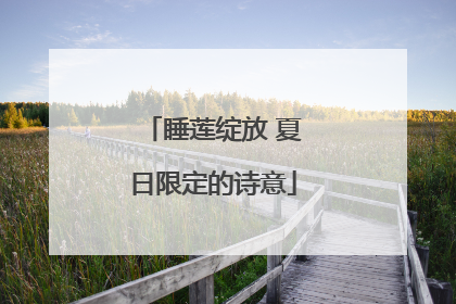 睡莲绽放 夏日限定的诗意