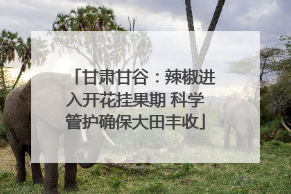 甘肃甘谷：辣椒进入开花挂果期 科学管护确保大田丰收
