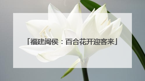 福建闽侯：百合花开迎客来