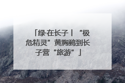 绿·在长子丨“极危精灵”黄胸鹀到长子营“旅游”