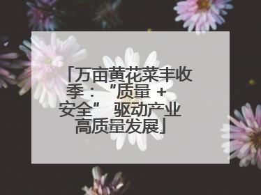 万亩黄花菜丰收季：“质量 + 安全” 驱动产业高质量发展