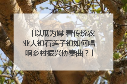 以瓜为媒 看传统农业大镇石莲子镇如何唱响乡村振兴协奏曲？