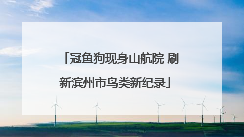冠鱼狗现身山航院 刷新滨州市鸟类新纪录