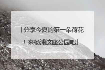 分享今夏的第一朵荷花！来杨浦这座公园吧