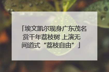 埃文凯尔现身广东茂名 赏千年荔枝树 上演无间道式“荔枝自由”
