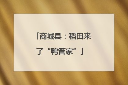 商城县：稻田来了“鸭管家”