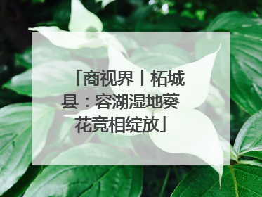 商视界丨柘城县：容湖湿地葵花竞相绽放