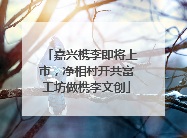 嘉兴槜李即将上市，净相村开共富工坊做槜李文创