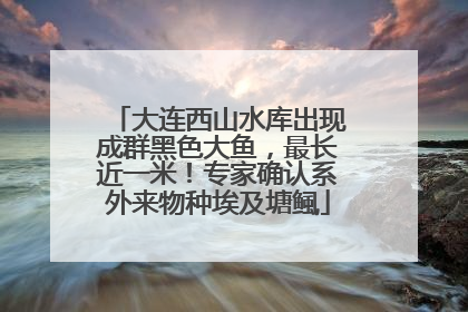 大连西山水库出现成群黑色大鱼，最长近一米！专家确认系外来物种埃及塘鲺