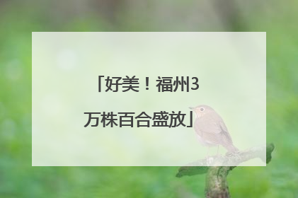 好美！福州3万株百合盛放