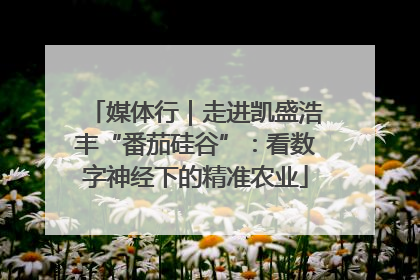 媒体行｜走进凯盛浩丰“番茄硅谷”：看数字神经下的精准农业