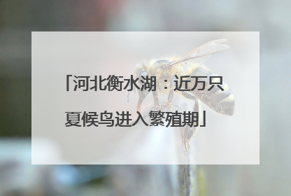 河北衡水湖：近万只夏候鸟进入繁殖期