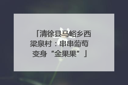 清徐县马峪乡西梁泉村：串串葡萄变身“金果果”