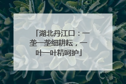 湖北丹江口：一垄一垄细耕耘，一叶一叶精呵护