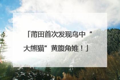 莆田首次发现鸟中“大熊猫”黄腹角雉！