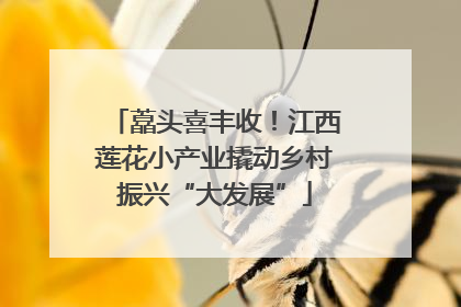 藠头喜丰收！江西莲花小产业撬动乡村振兴“大发展”