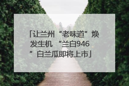 让兰州“老味道”焕发生机 “兰白946”白兰瓜即将上市