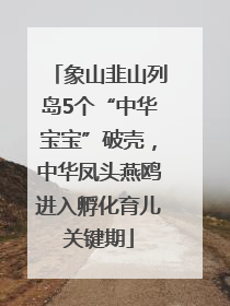 象山韭山列岛5个“中华宝宝”破壳，中华凤头燕鸥进入孵化育儿关键期