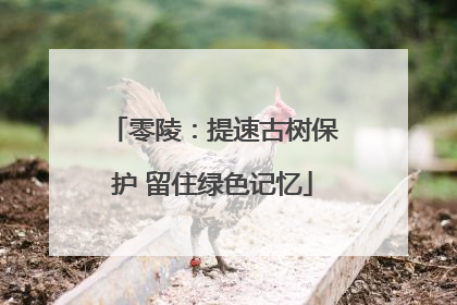 零陵：提速古树保护 留住绿色记忆