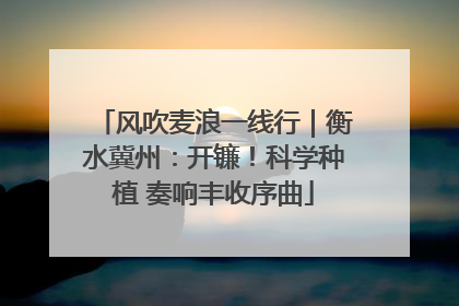 风吹麦浪一线行|衡水冀州:开镰!科学种植 奏响丰收序曲