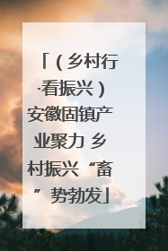 （乡村行·看振兴）安徽固镇产业聚力 乡村振兴“畜”势勃发